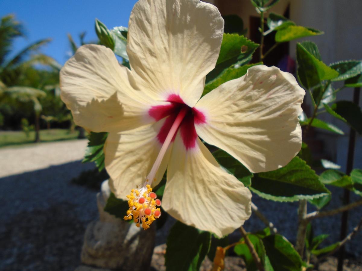 Serenity Sands Corozal Eksteriør billede